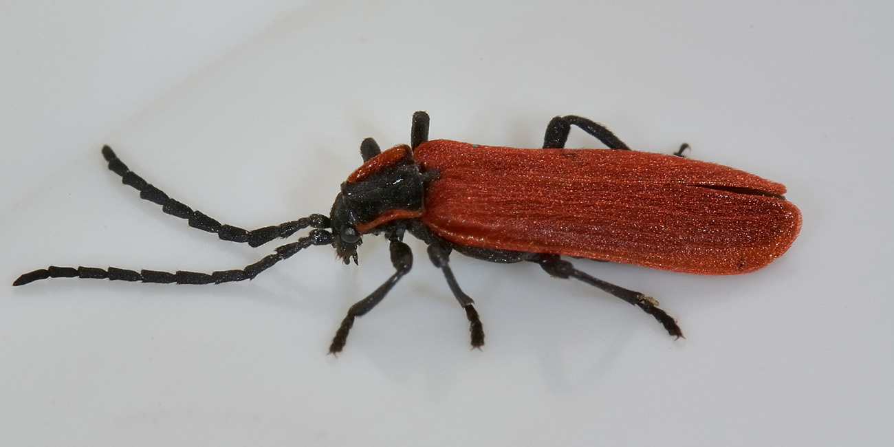 Lygistopterus anorachilus (Lycidae)